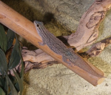Phelsuma mutabilis